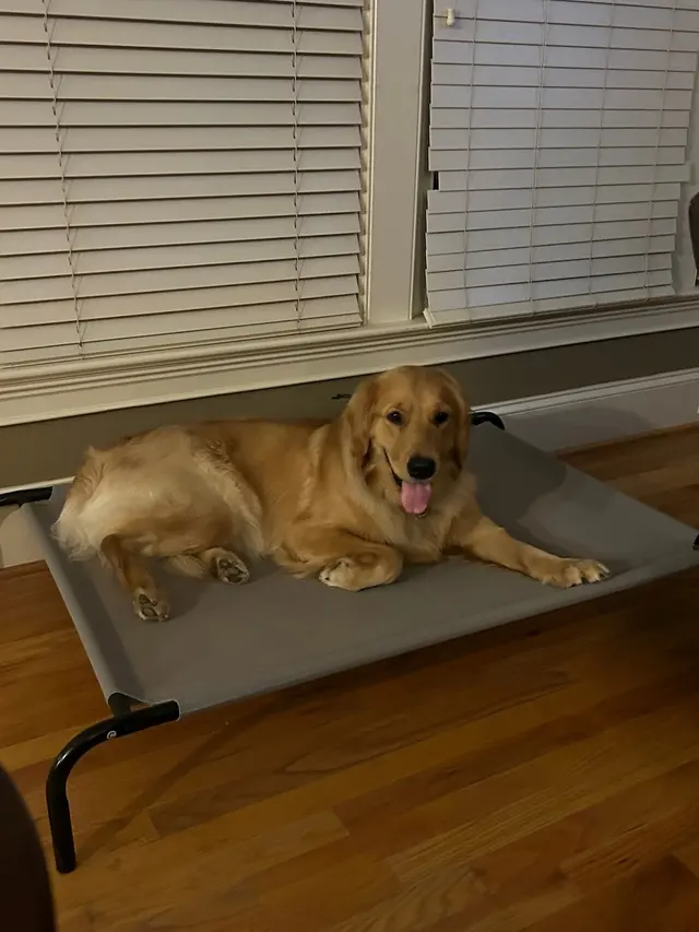 Proactive Dog Training, LLC — customer photo 9