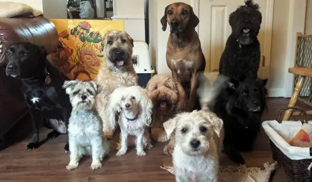 Proactive Dog Training, LLC — photo from the business 11