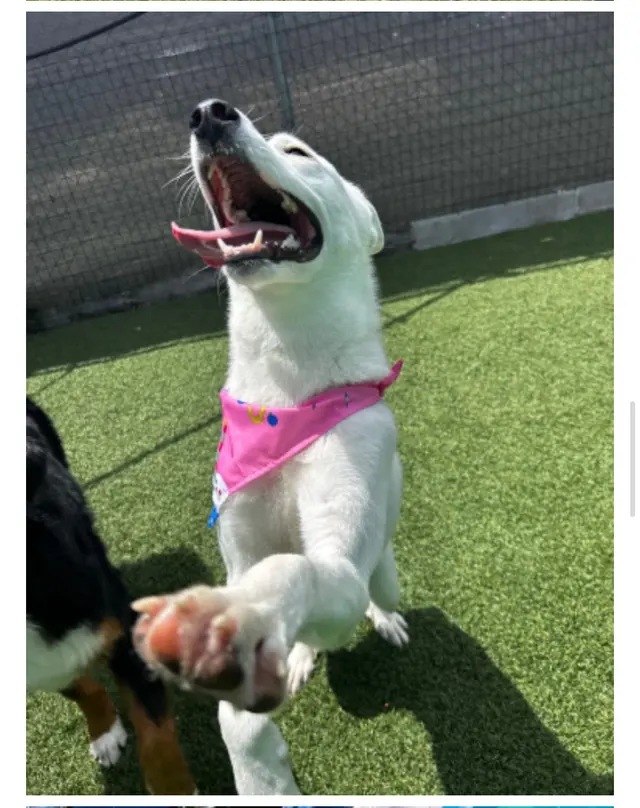 Customer photo of work by Proactive Dog Training, LLC, from Lily's review