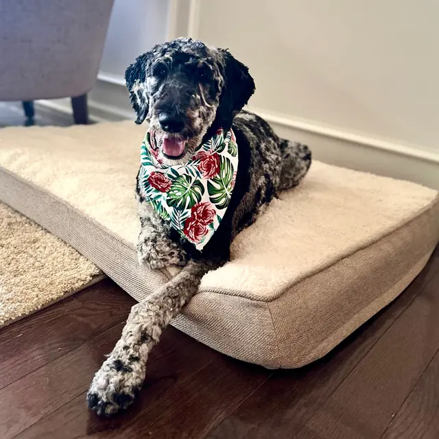 Proactive Dog Training, LLC — customer photo 3