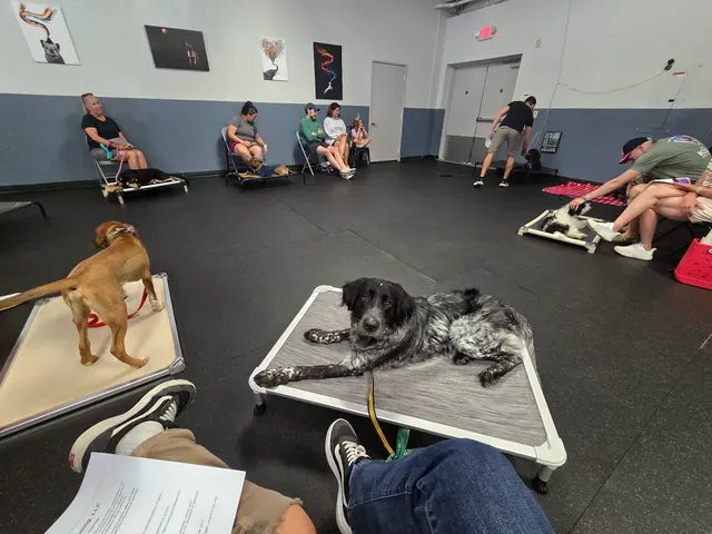 Customer photo of work by Proactive Dog Training, LLC, from Jenna Stutsman's review