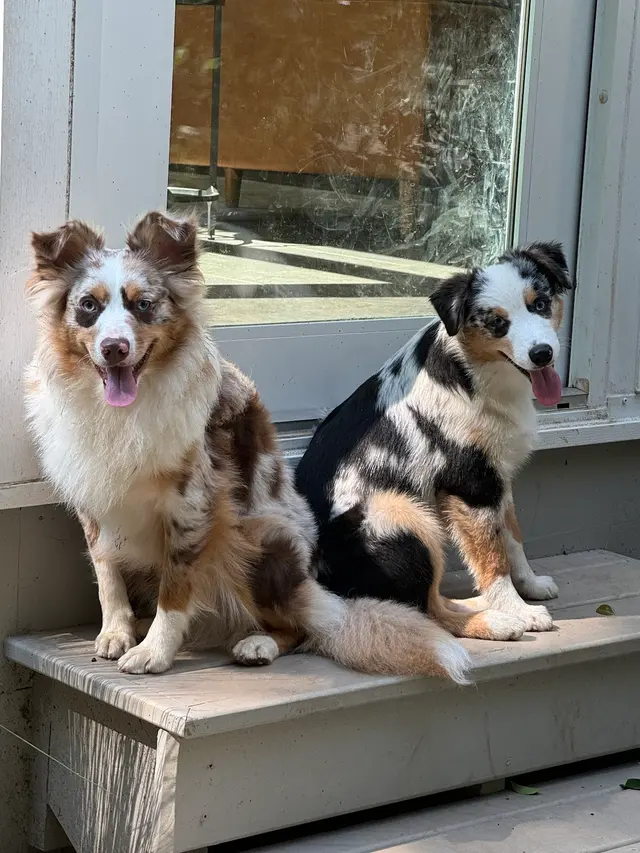 Proactive Dog Training, LLC — customer photo 6