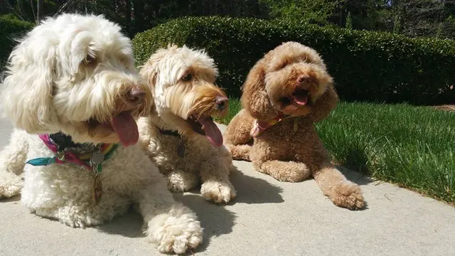 Proactive Dog Training, LLC — photo from the business 4