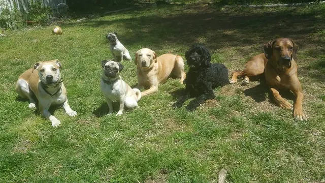 Proactive Dog Training, LLC — photo from the business 8