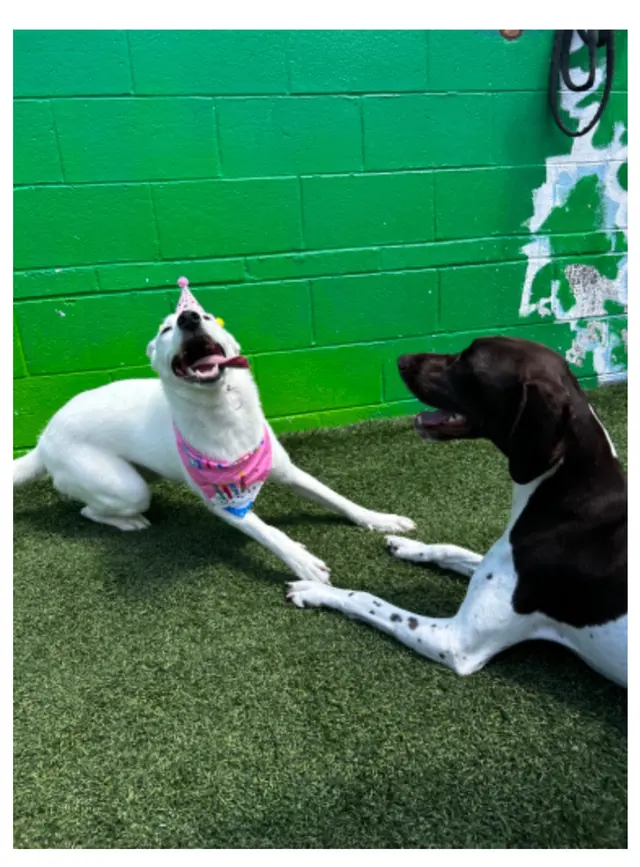 Customer photo of work by Proactive Dog Training, LLC, from Lily's review