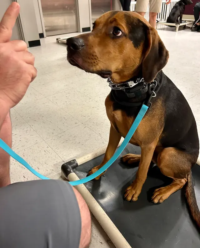 Proactive Dog Training, LLC — customer photo 1