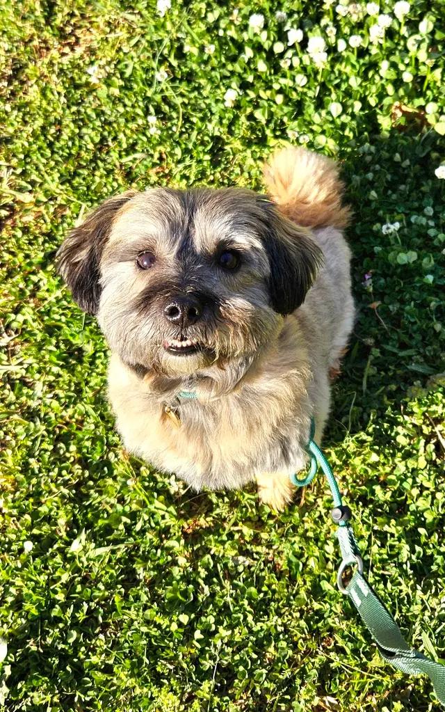 Canine Training Co. — photo from the business 9