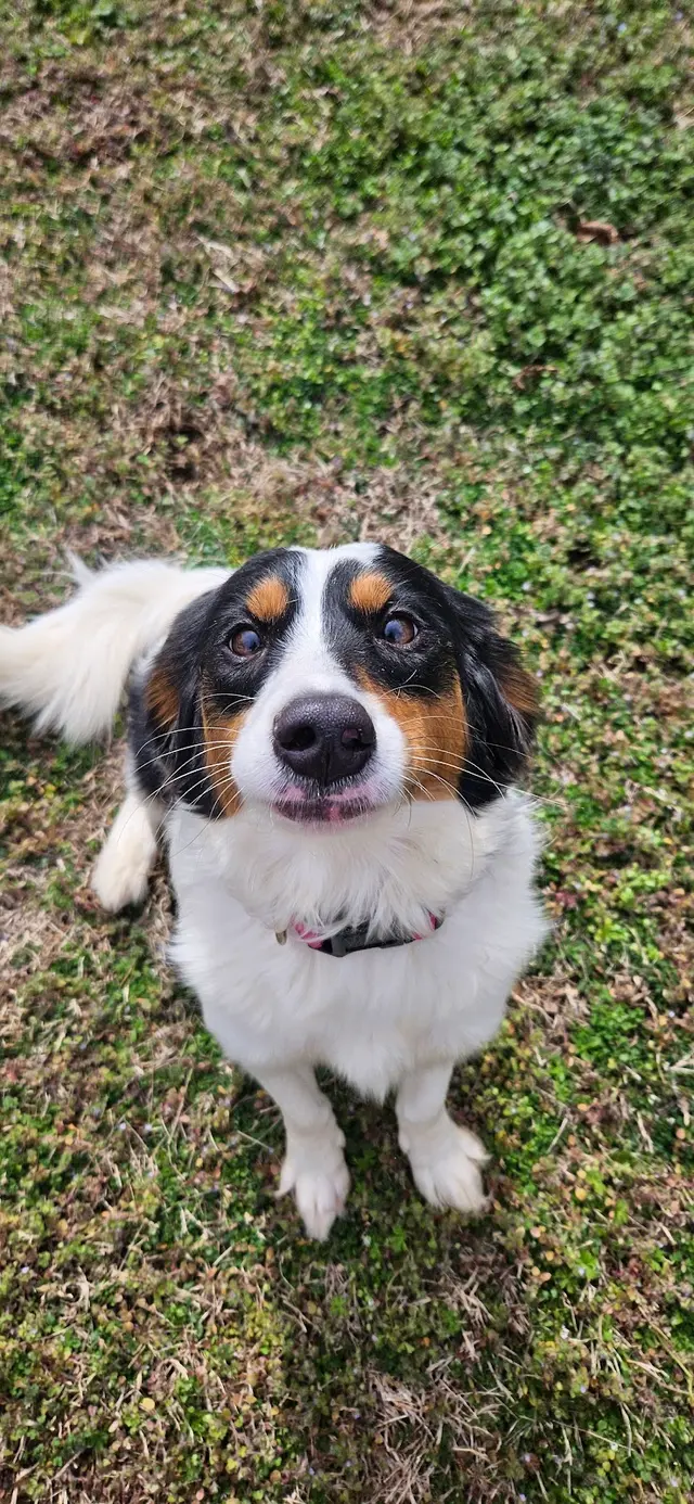 Canine Training Co. — photo from the business 6