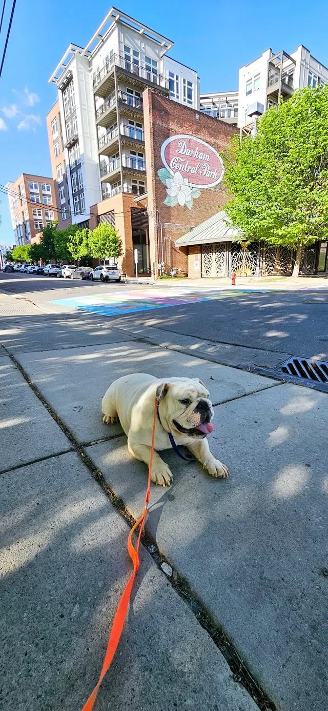 Canine Training Co. — photo from the business 8