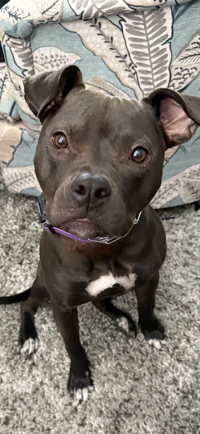 Canine Training Co. — customer photo 10