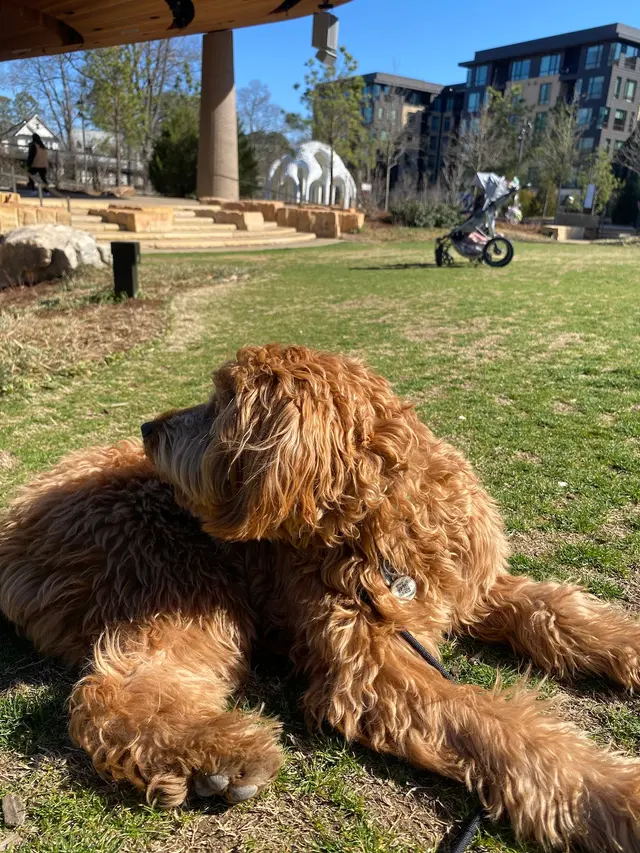 Canine Training Co. — customer photo 4