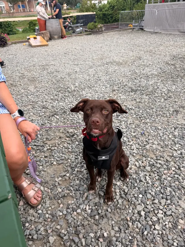 Canine Training Co. — customer photo 5