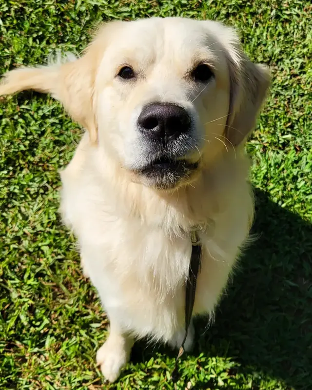 Canine Training Co. — photo from the business 1
