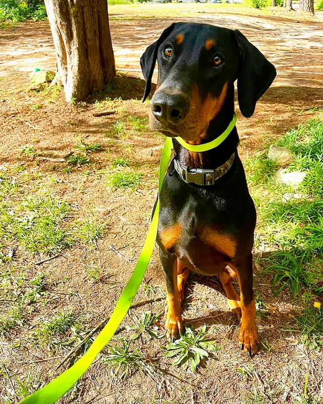 Canine Training Co. — photo from the business 3