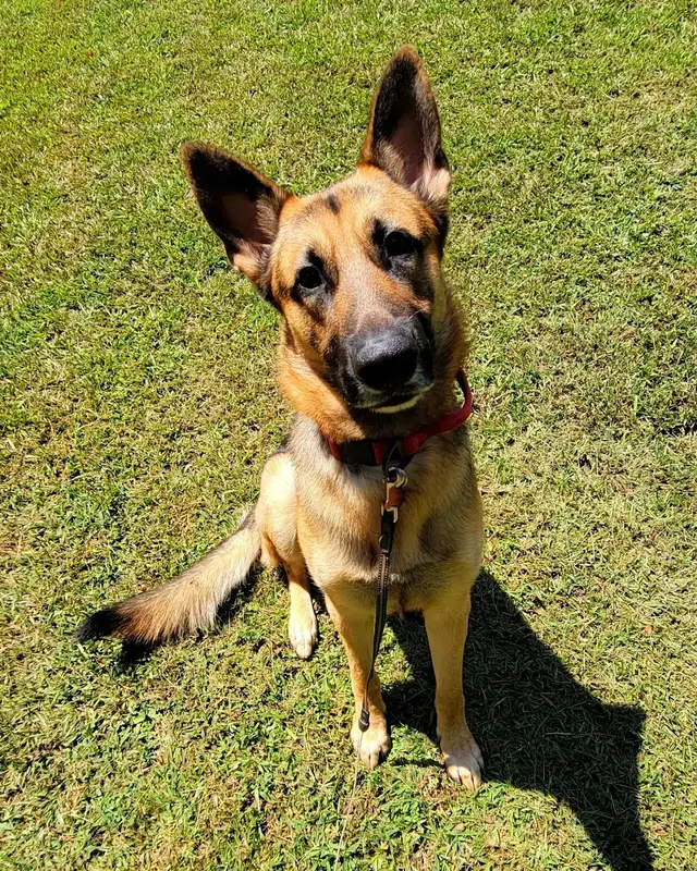 Canine Training Co. — photo from the business 2