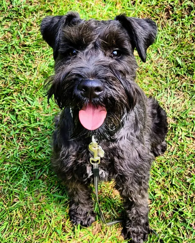Canine Training Co. — photo from the business 12