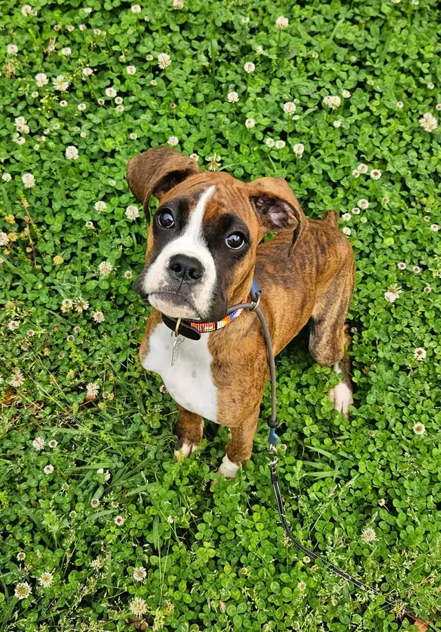 Canine Training Co. — photo from the business 7