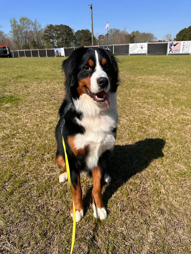 Cornerstone K9 — photo from the business 5