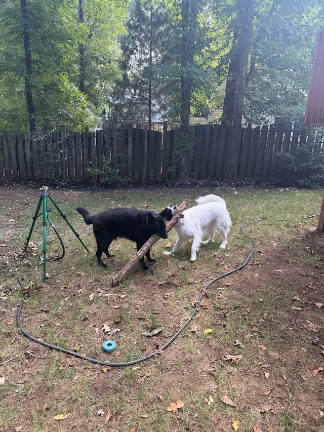 Customer photo of work by Cornerstone K9, from Cat Cho's review