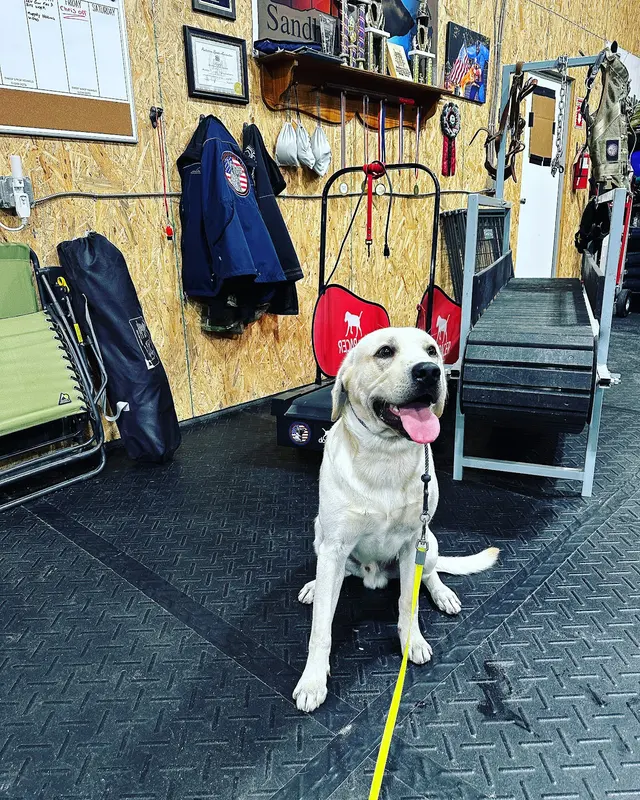 Cornerstone K9 — photo from the business 2