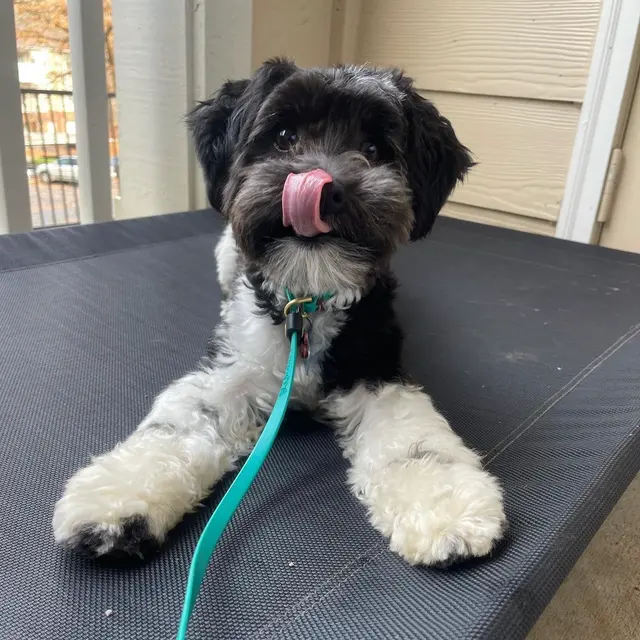 Cornerstone K9 — photo from the business 7