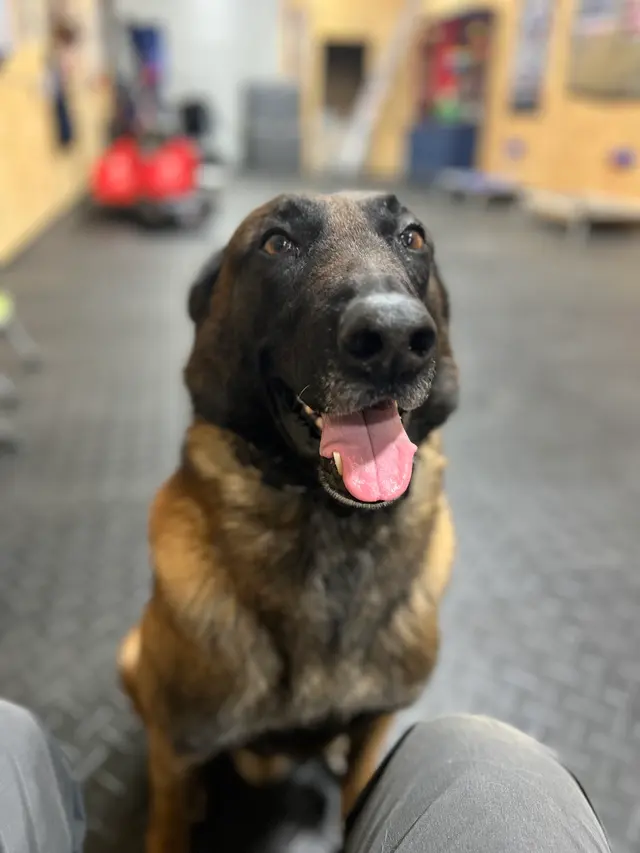 Cornerstone K9 — photo from the business 10