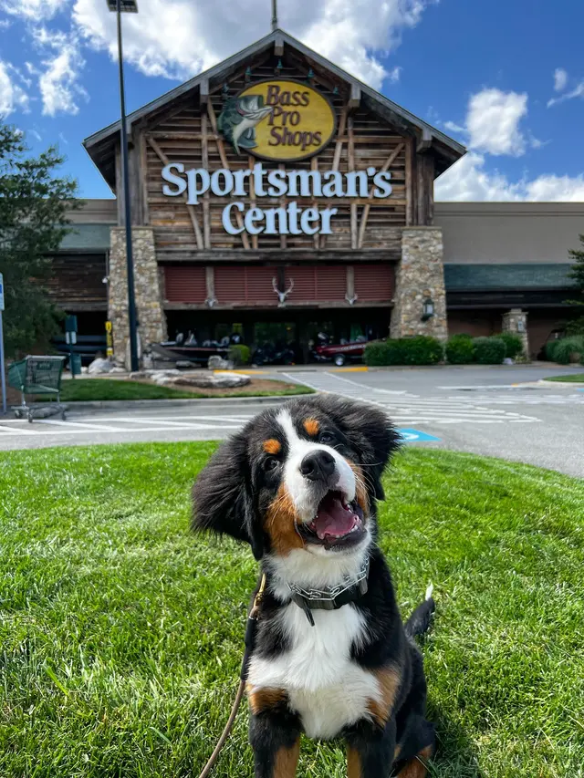 Cornerstone K9 — photo from the business 11