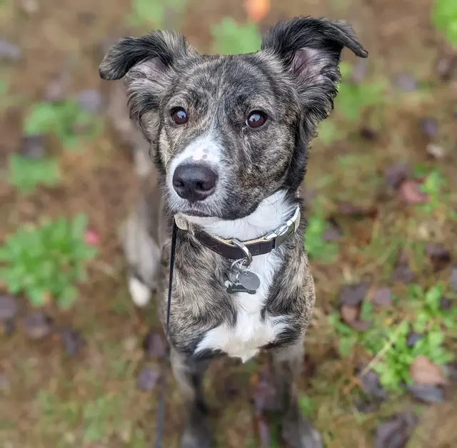 Cornerstone K9 — photo from the business 4