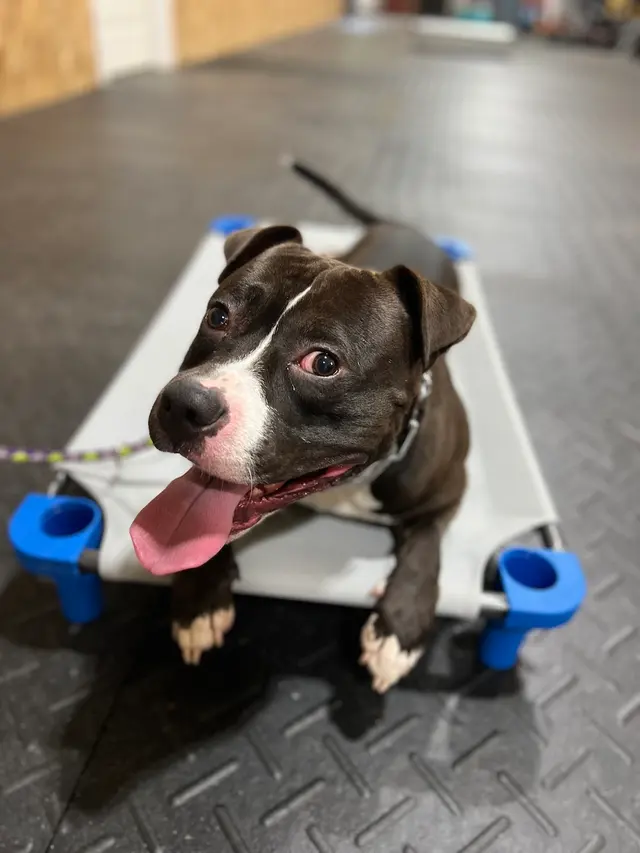 Cornerstone K9 — photo from the business 3