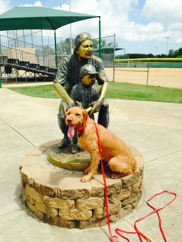 All-Star Dog Training — photo from the business 6