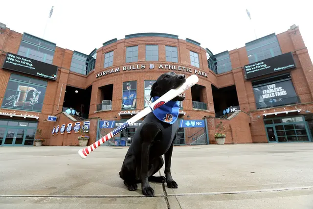 All-Star Dog Training — photo from the business 10