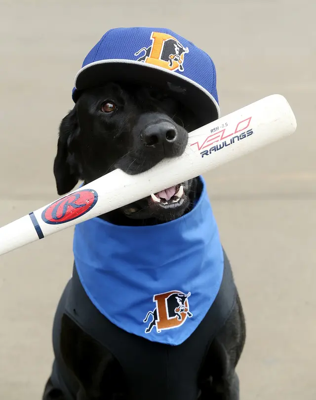 All-Star Dog Training — photo from the business 1