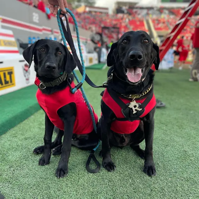 All-Star Dog Training — photo from the business 4