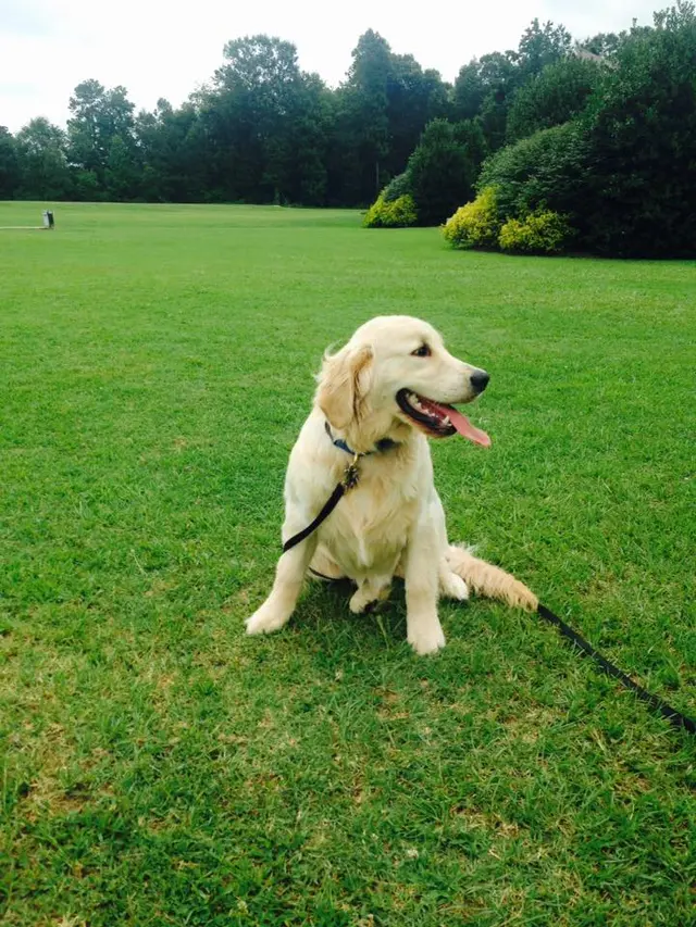 All-Star Dog Training — photo from the business 9