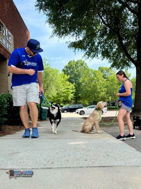 All-Star Dog Training — photo from the business 8