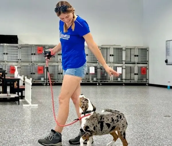 All-Star Dog Training — photo from the business 5