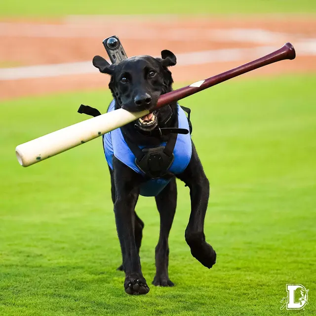All-Star Dog Training — photo from the business 3