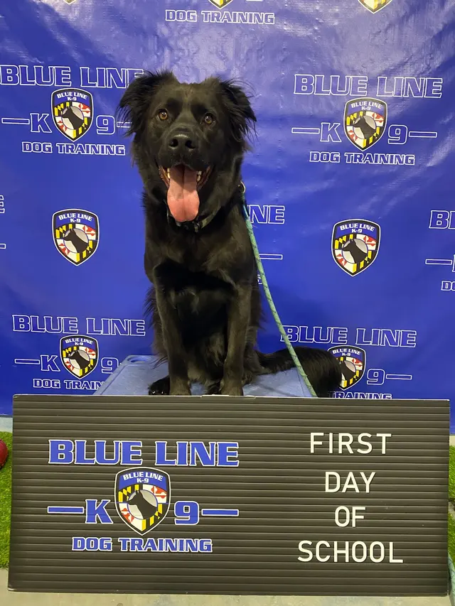 Customer photo of work by Blue Line K-9 Dog Training, from Ally Veilleux's review