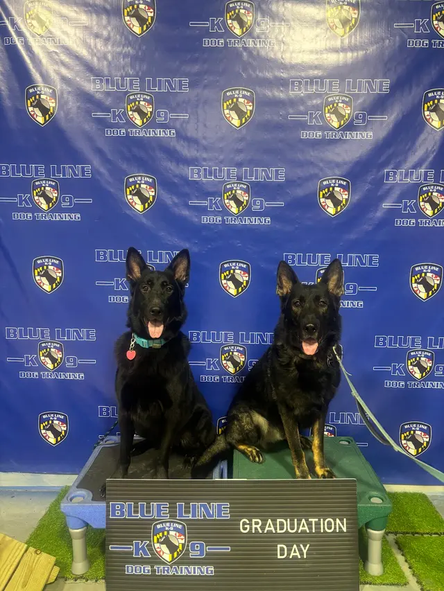 Customer photo of work by Blue Line K-9 Dog Training, from Amy Moore's review