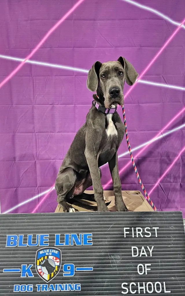 Customer photo of work by Blue Line K-9 Dog Training, from Lisa Dolan's review