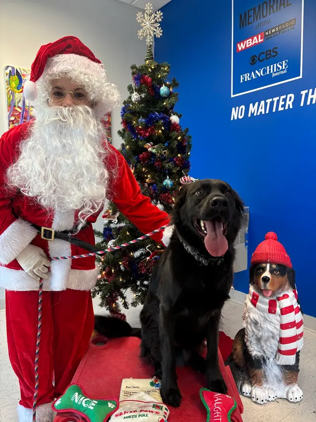 Customer photo of work by Blue Line K-9 Dog Training, from Ally Veilleux's review