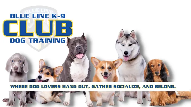Blue Line K-9 Dog Training — photo from the business 11