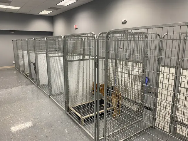 Blue Line K-9 Dog Training — photo from the business 4