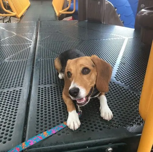 Blue Line K-9 Dog Training — photo from the business 8