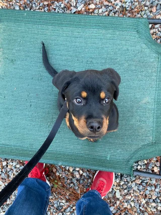 Blue Line K-9 Dog Training — photo from the business 7