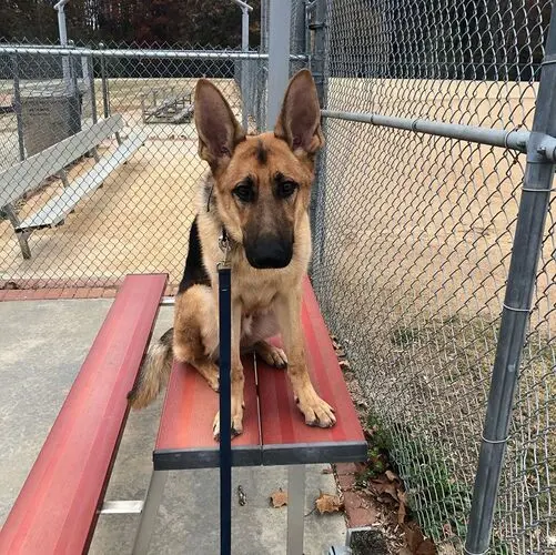 Blue Line K-9 Dog Training — photo from the business 12