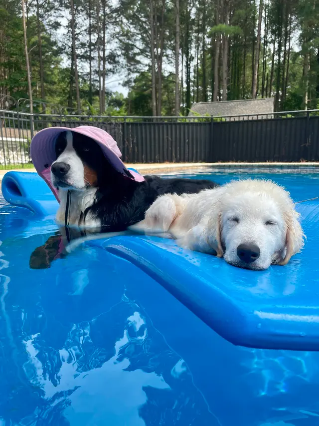 Best By Farr Dog Training — customer photo 9
