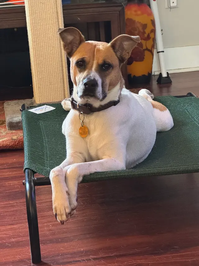 Best By Farr Dog Training — customer photo 3