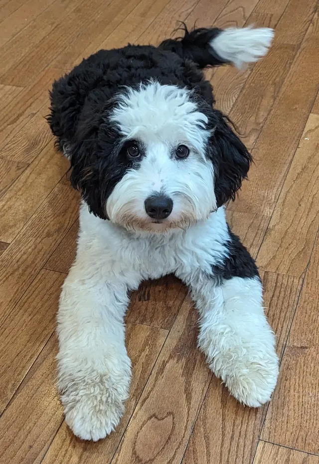 Best By Farr Dog Training — customer photo 6