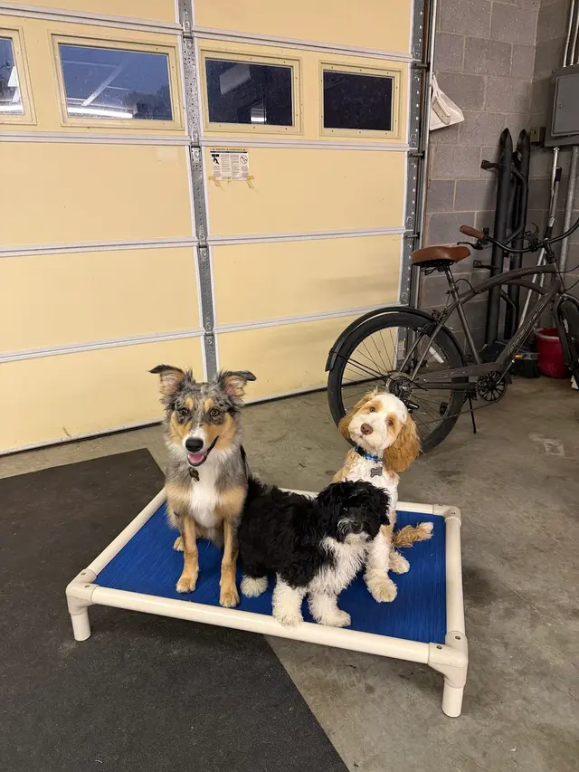 Best By Farr Dog Training — customer photo 1